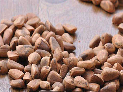 松树籽的作用与功效