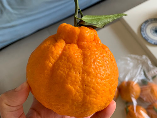 东风橘的功效与作用