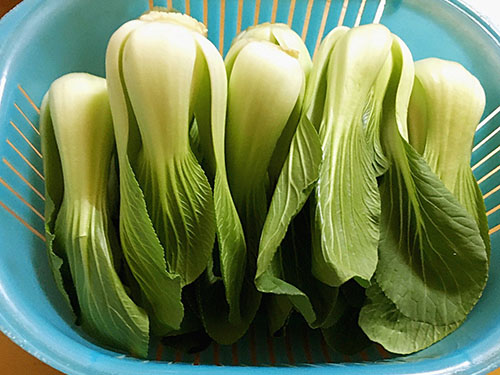 鸡毛菜是什么 鸡毛菜的营养价值