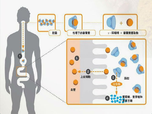 腸胃黏膜敏感易受刺激，維萃美胃腸膠囊助你恢復健康腸胃